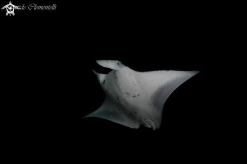 A Manta Birostris | I belive I can fly!