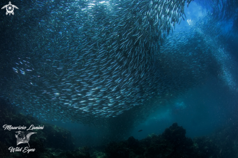 A Sardinops sagax | Sardine 