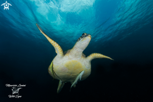 A Green Sea Turtle