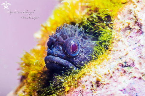 A Fringehead Blenny