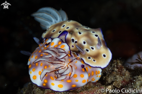 A Hypselodoris tryoni (R) and Hypselodoris pulchella (L)