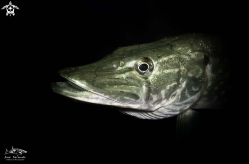 A Esox lucius | Jezerska grabljivica / Lake predator.