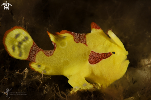 A Frogfish