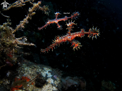 A Ghost pipefish