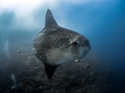 A Southern Ocean Sunfish