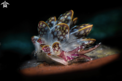 A nudibranch