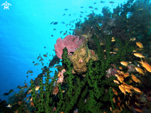 A Giant Frog Fish - Commerson Frogfish