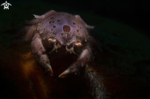 A Lewindromia unidentata | Redspot Sponge Crab