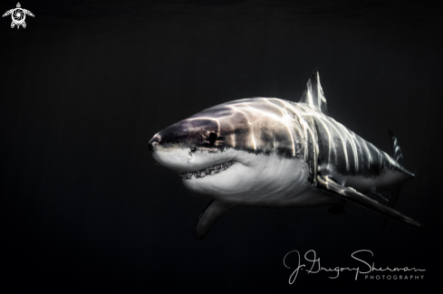 A Great White Shark