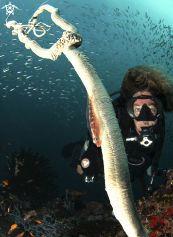 A Goby and whipcoral