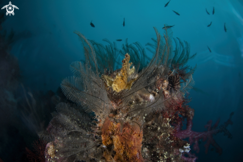 A Taenianotus Specie: Taenianotus triacanthus | Leaf scorpionfish 