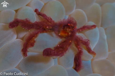 A Orangutan Crab