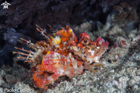 A Spiny Devilfish