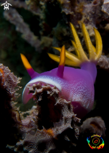 A Hypselodoris apolegma