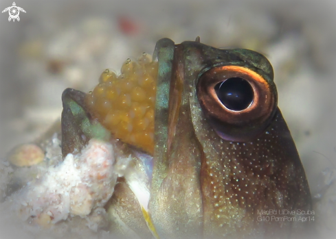 A JawFish