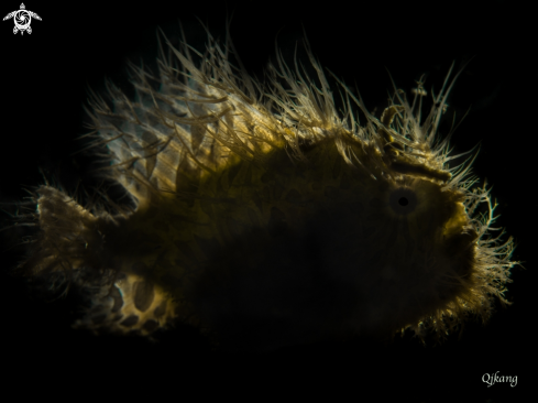 A Hairy Frogfish