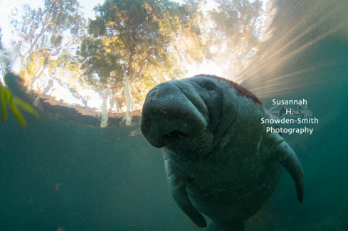 A Trichechidae Trichechus | Manatee