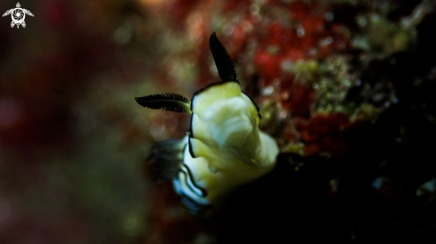 A Nudibranch