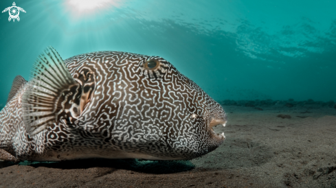 A Giant Puffer