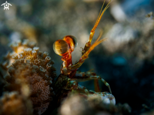 A Mantis Shrimp