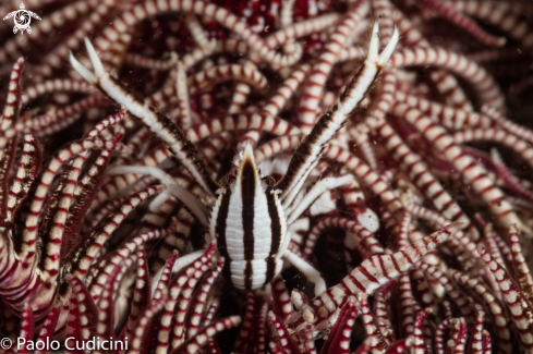 A Elegant Crinoid Squat Lobster