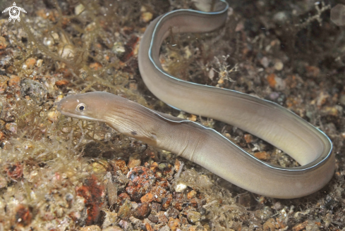 A eel