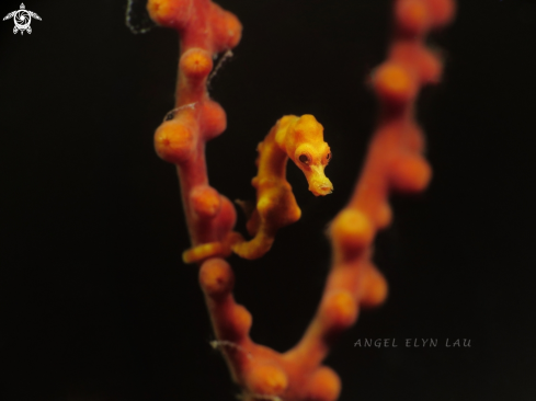 A Denise Pygmy Seahorse