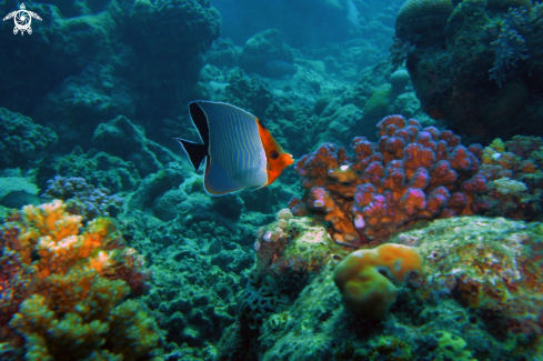 A Hooded Butterfly Fish