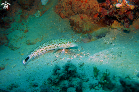 A Bartail Goatfish