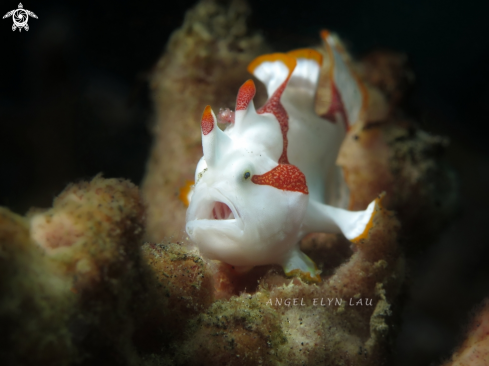 A Clown Frogfish