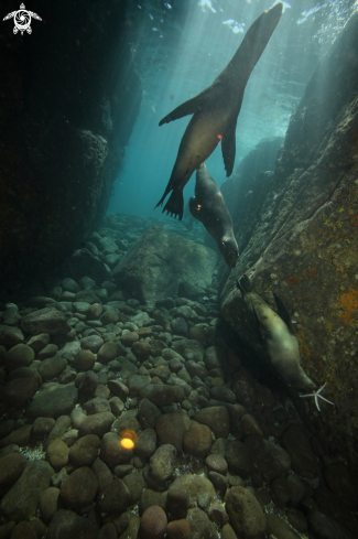 A California sea lions