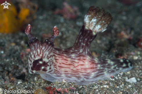 A Jorunna rubescens.  Discodorididae | Red Lined Jorunna