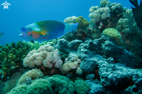 A Scaridae | blue parrot fish