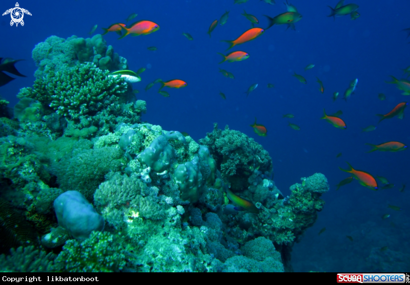 A Red Sea Aquatic Life