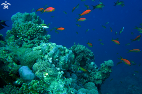 A Red Sea Aquatic Life