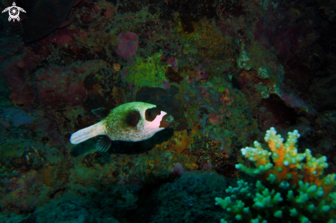 A puffer fish