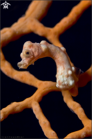 A Hippocampus denise | Denise's pygmy seahorse