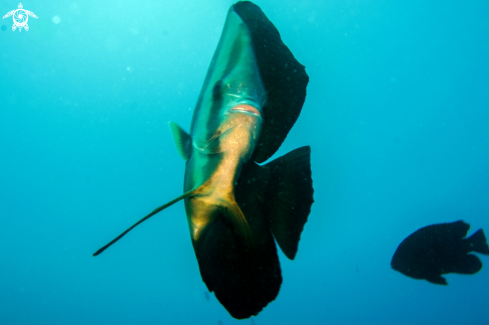 A Platax | batfish