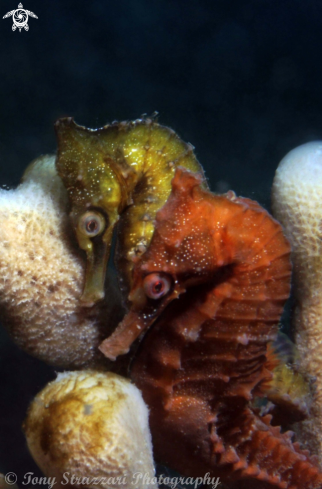 A White's seahorse