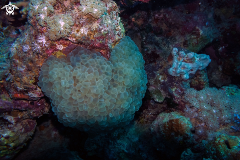 A green bubble coral