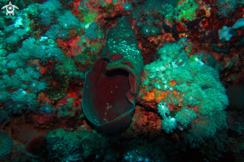 A barrel sponge coral