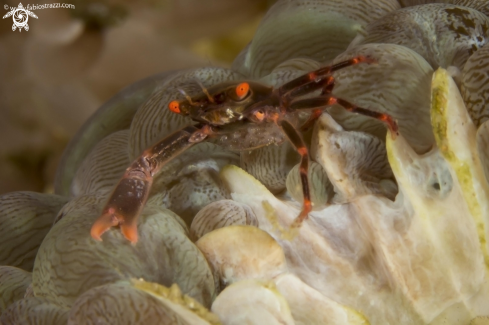 A underwater creature