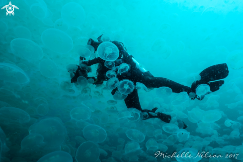 A Aurelia labiata | Moon Jellyfish