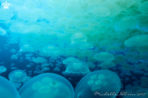 A Moon Jellyfish