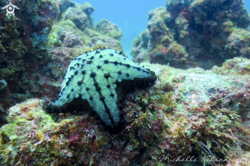 A Chocolate Chip Starfish