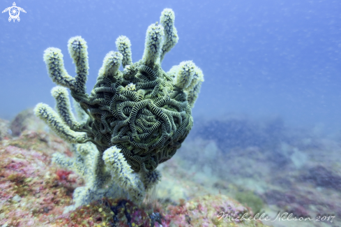 A Basket Starfish