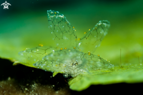 A Nudi