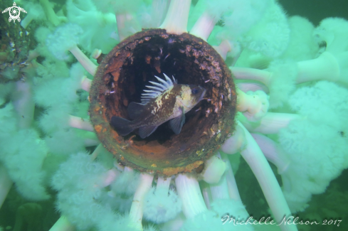 A Quillback Rockfish