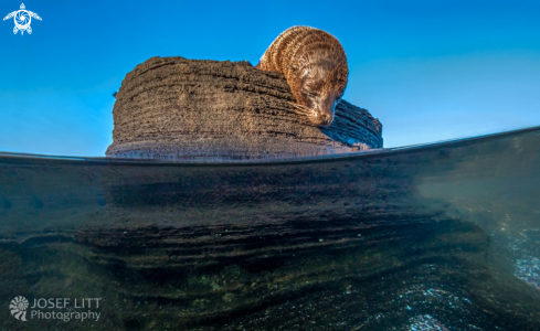 A Arctocephalus galapagoensis | Galapagos fur seal