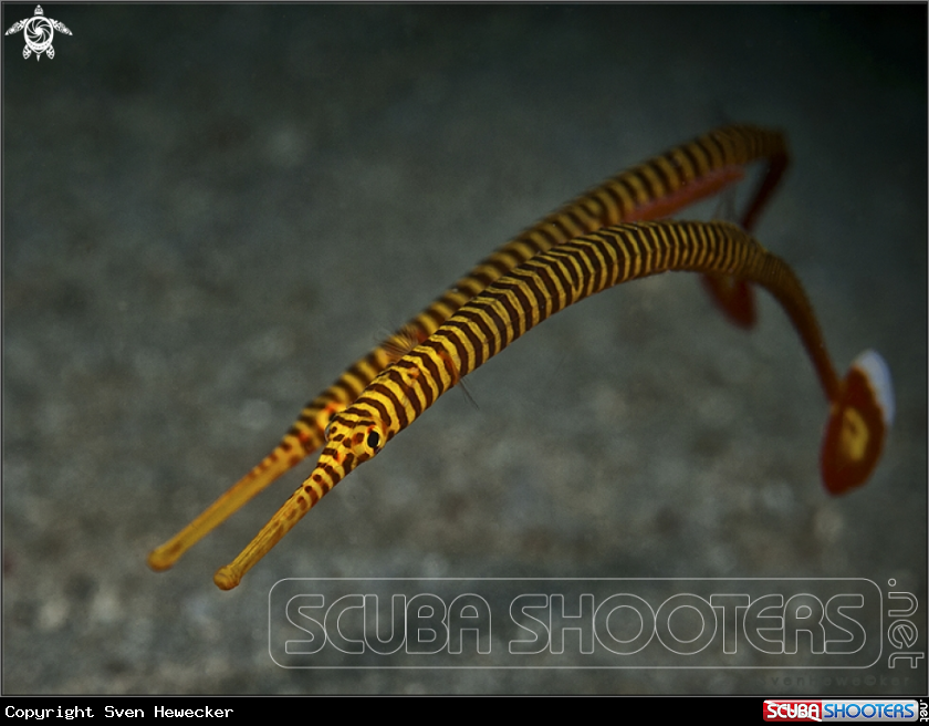 A yellow banded pipefish 